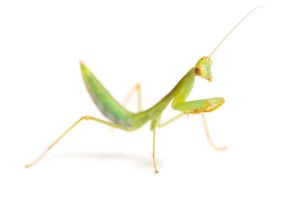 Hierodula venosa